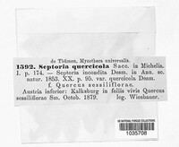 Septoria quercicola image